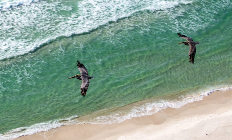 Two,Pelican,Birds,In,Flight,Over,The,Green,Waters,Of